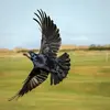 Son vol est différent de celui de la corneille : ses **ailes sont plus longues** et plus articulées et sa **queue** est **plus arrondie**.