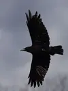 En vol, sa **queue est plus carrée** que celle du Corbeau freux et ses **ailes sont plus courtes**.