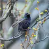 Son chant est complexe avec des sons **métalliques, sifflés, stridents, flûtés** et beaucoup d'**imitations** d'autres oiseaux ou de son environnement.
