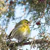 Le Tarin des aulnes vit dans les **forêts de conifères et mixtes** mais aussi dans les **jardins**.
