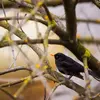 Il vit dans les **milieux boisés** (forêts, bosquets, haies) et dans les parcs et jardins des **villes et campagnes**.