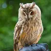 Le hibou moyen-duc est un rapace nocturne de la **taille d'une corneille**.
