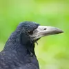 Son bec est **plus pointu** que la corneille et sa base est **dénudée et blanchâtre**.