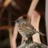 On peut le confondre avec le **Moineau domestique**, mais il est plus mince et son bec est plus fin.