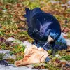 Il a une alimentation carnée faite d'**insectes, de mollusques, larves, charognes**...