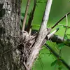 Il niche dans les **arbres**.