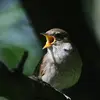 Au crépuscule, on entend les **duels de chants des mâles** jusque tard dans la nuit.