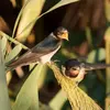 Avant et pendant sa migration, elle trouve beaucoup de nourriture **dans les roselières**.