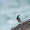 Elle passe l'**hiver** autour de la **Méditerranée** et revient dès le mois de mars.