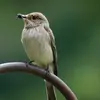 Il avale les **proies entières** sauf les guêpes et abeilles dont il **enlève le dard** en les tapant sur une surface dure.
