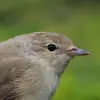 Dans son plumage, on remarque une discrète démarcation grise sur sa nuque.