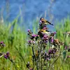 On trouve le Chardonneret élégant dans les **milieux boisés ouverts** feuillus ou mixtes, dans les **prairies et friches riches en graines et chardons**, au bord des routes, dans les jardins.