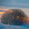 On entend parfois des **groupes bruyants au crépuscule** lorsqu'ils se rejoignent pour la nuit.