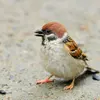 Il a un **bec de granivore** (court, conique et robuste). Il mange **majoritairement des graines**.