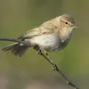 Le Pouillot véloce a le plumage **brun-gris**.