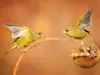 S'il est dérangé, il **menace l'intru** : il soulève et ouvre légèrement ses **ailes,** la **queue** légèrement écartée et le **bec ouvert**.