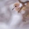 C'est une espèce **sédentaire**.