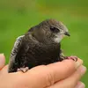 Comme il ne se pose presque jamais, **ses pattes ont fortement régressé**.