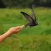 Le Martinet noir est de la taille d'une **Hirondelle de cheminée**.
