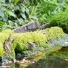 Dans les **sous-bois de feuillus**, à proximité de **cours d’eau** (présence de **saules**, frênes, aulnes).
