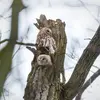 La Chouette hulotte vit dans les **forêts claires** munies de **grands arbres**, proches de **bosquets et clairières**.