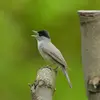 Son chant est **puissant, flûté** et babillard (bavard).