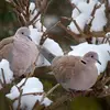 **En hiver**, elle erre en **petit groupe** dans les parcs et jardins.