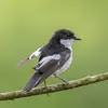 Il lui arrive de **voler sur place** pour capturer les insectes sur les feuilles.