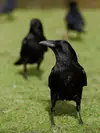 La Corneille noire est **très sociable**, elle vit **en couple** ou **en groupe** mais toujours **moins grand** que les groupes de corbeaux freux.