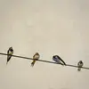 L'Hirondelle de cheminée est **très sociable** lors de la **migration**, sur les **sites d'hivernage** ou lors de la **reproduction** si elle choisit de nicher en colonie.