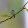 **En France** la Mésange boréale est **moins répandue** que la Mésange nonnette.
