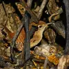 Le Troglodyte mignon vit dans les **sous-bois**, les **buissons** et les **parcs et jardins** broussailleux.