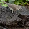 La Fauvette des jardins vit dans les clairières (bois ou forêts dégarnis d'arbres) les parcs et jardins arborés et touffus .