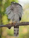 Les doigts de ses pieds sont prolongés par des **griffes longues et courbes** : les **serres** qui permettent de saisir les proies.