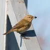 Le Pouillot véloce est **insectivore**.