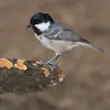 Elle stocke des graines en **haut des branches de conifères** touffues, dans des bourgeons vides, dans le lichen, les aiguilles et les fissures d'écorce.