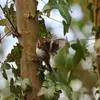 Il s'y déplace en **spirale**, par petits bonds jusqu'en haut puis s'envole au pied d'un autre arbre et **recommence**.