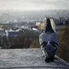 Le Pigeon domestique est une espèce **sédentaire**.