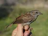 Le dessus du corps et les ailes de l'Accenteur mouchet sont **brun-roux** marqué de **noir**.