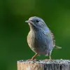 L'Accenteur mouchet a la tête et la poitrine **gris-bleu**.