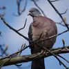Le Pigeon ramier appelé aussi palombe est plus grand et plus gros que le Pigeon domestique. C'est même le **plus grand pigeon en France**.