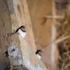 Les populations d'hirondelles diminuent en raison de l'**utilisation de pesticides** qui diminuent leur ressources alimentaires et de la **disparition des sites de nidification** comme les étables ouvertes.