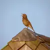 La Grive musicienne a un chant **mélodieux, sonore et énergique** et c'est une **grande improvisatrice**, Son chant change tout le temps ! 