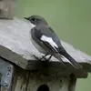 En Europe, on peut voir le Gobe-mouche noir seulement **pendant sa période de reproduction**.
