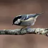 Le dessus du **dos** est **gris foncé**, les **ailes** sont **grises**.