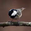 La Mésange noire a la tête **noire**, les joues **blanches**, et une **tache blanche** sur la nuque.