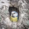 C’est une espèce **cavernicole** : elle construit son nid dans les petites **cavités** des arbres, parfois dans les falaises, les murs, les gouttières, ou même dans de vieilles boîtes aux lettres...