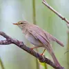 Ses ailes plus longues nous indiquent son comportement **migrateur de longue distance**.