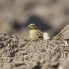Il donne **2 couvées par an** de 3 à 5 œufs blanc-gris, tachetés de brun.