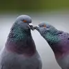 Il sert pendant la **parade nuptiale**.